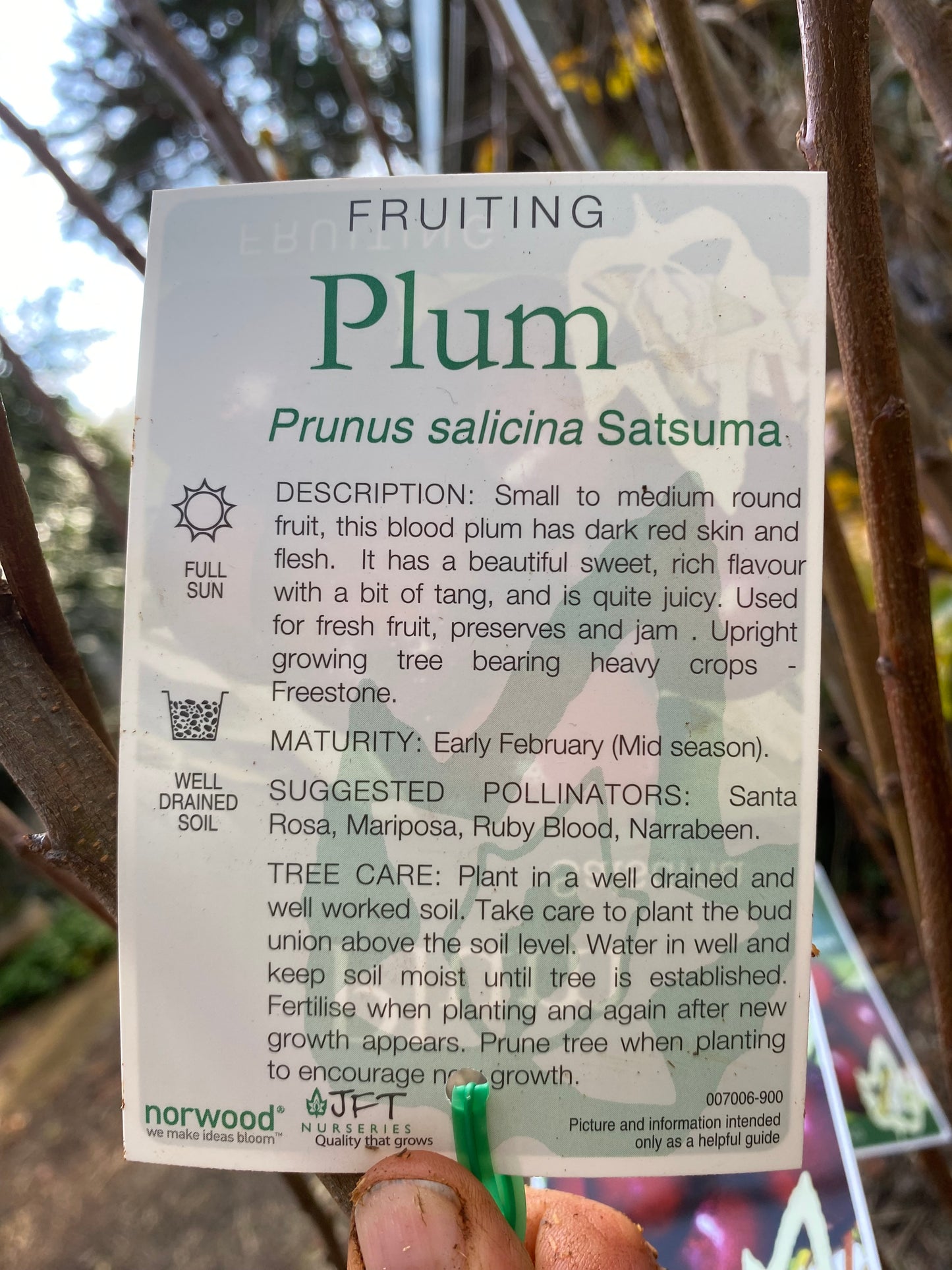Satsuma Plum