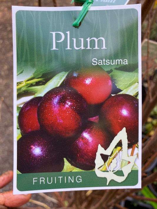 Satsuma Plum