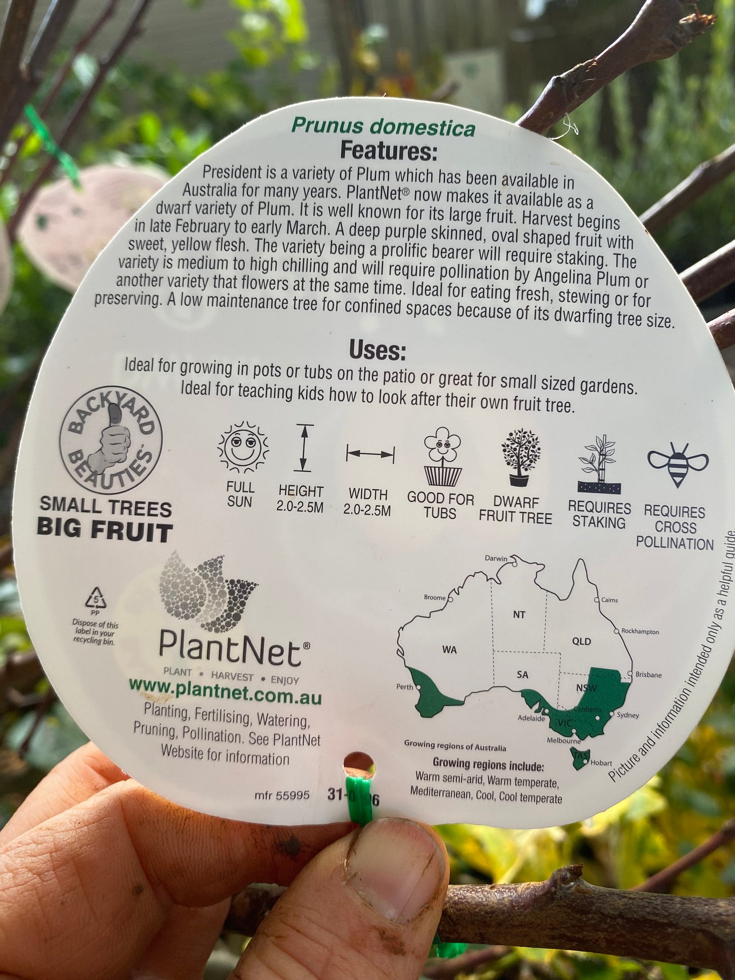 Dwarf President Plum