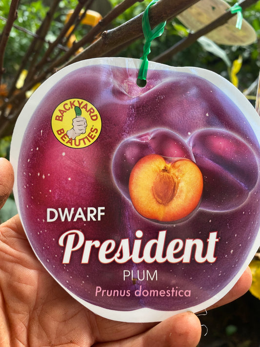 Dwarf President Plum