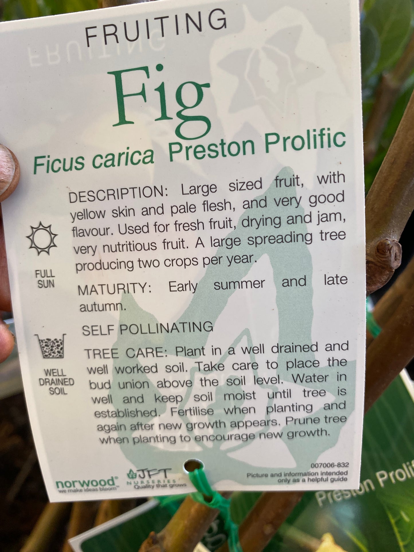 Preston Prolific Fig