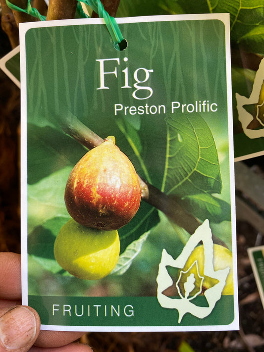 Preston Prolific Fig
