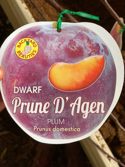Dwarf Prune D'Agen Plum