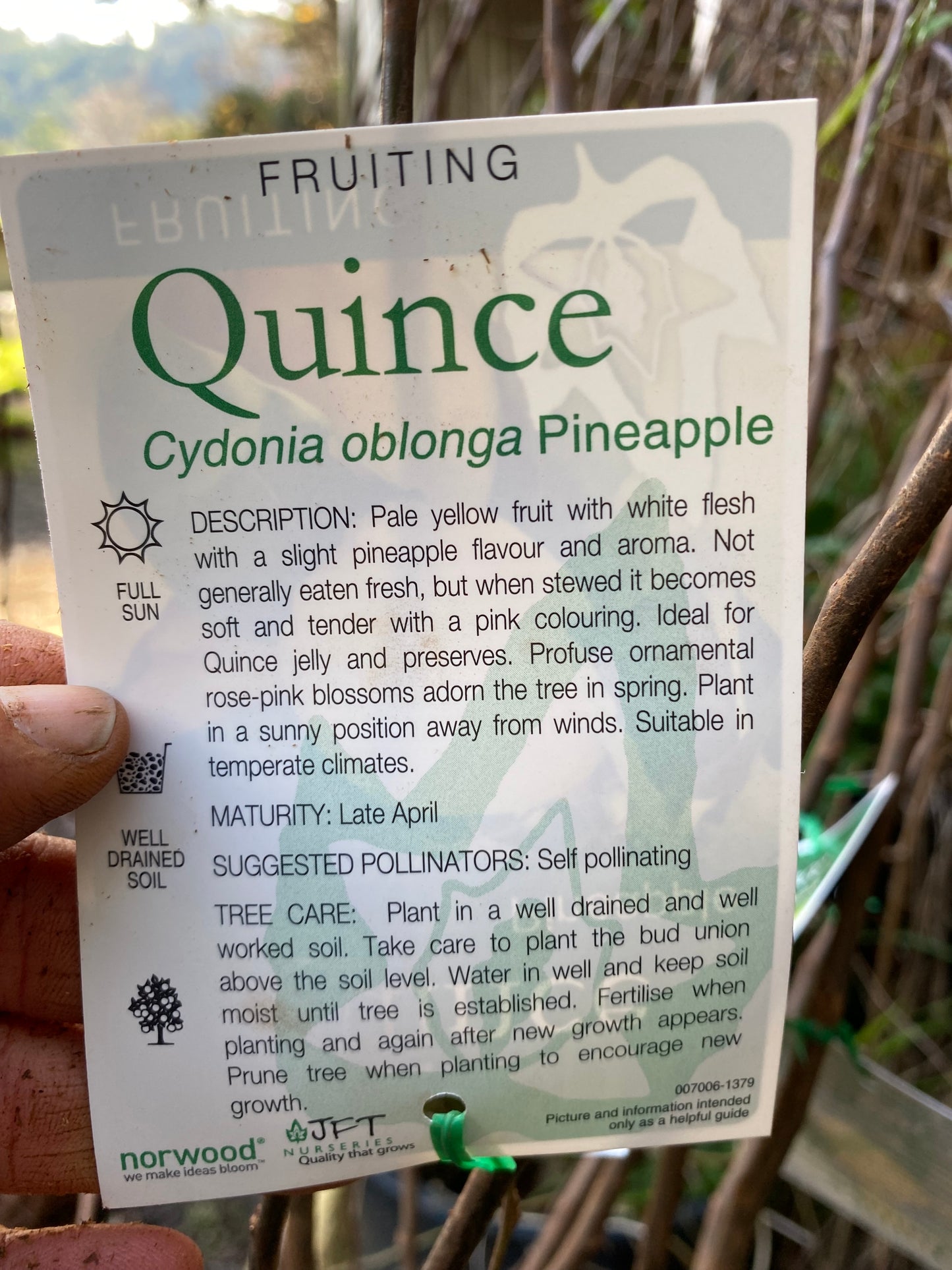 Pineapple Quince