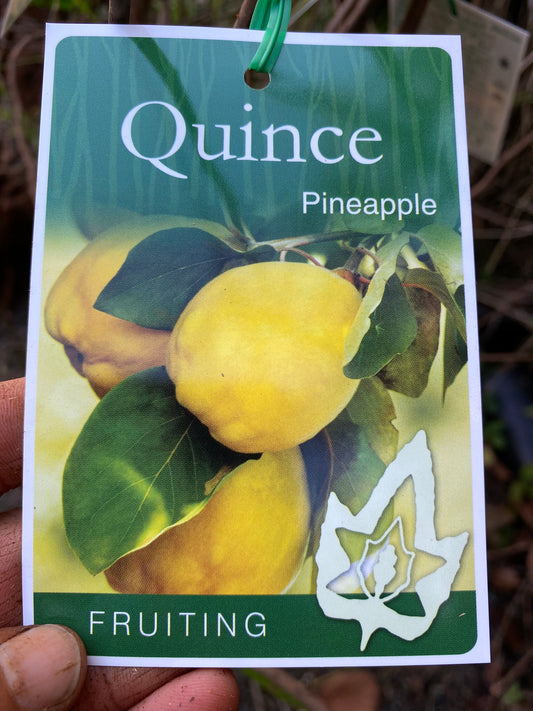 Pineapple Quince