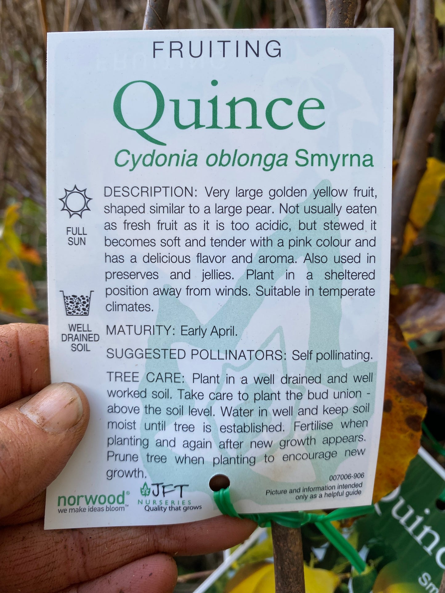Smyrna Quince