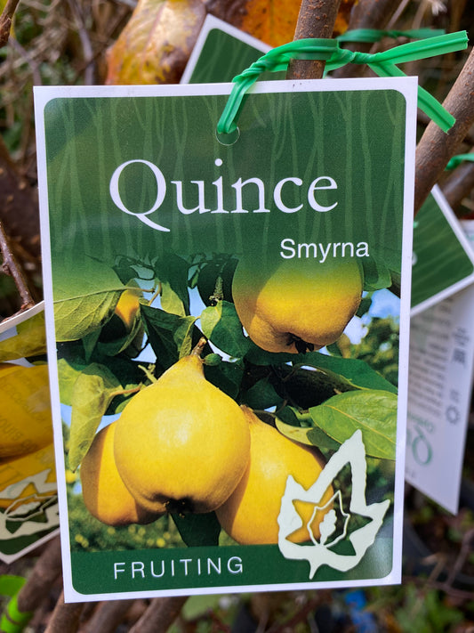 Smyrna Quince