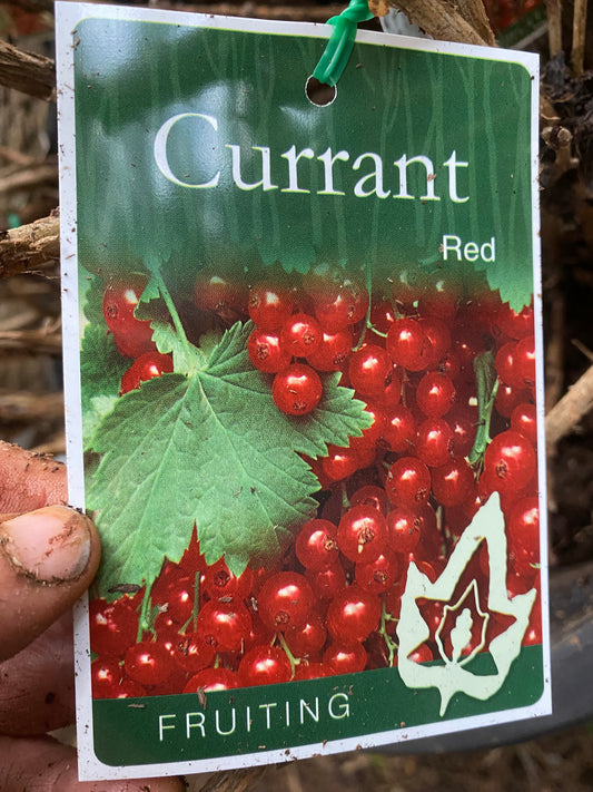 Red Currant