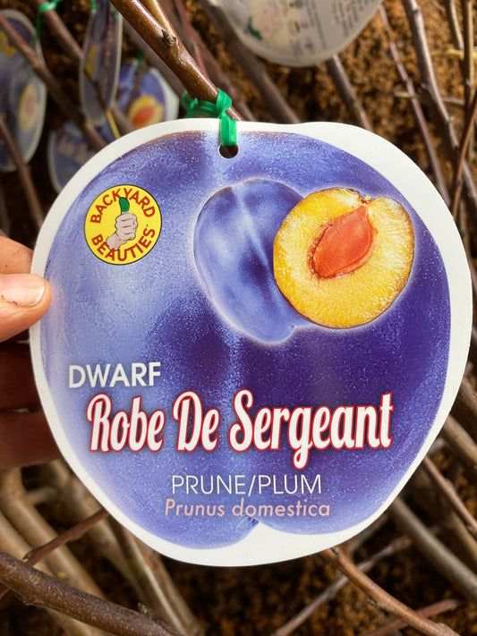 Dwarf Robe De Sergeant Plum