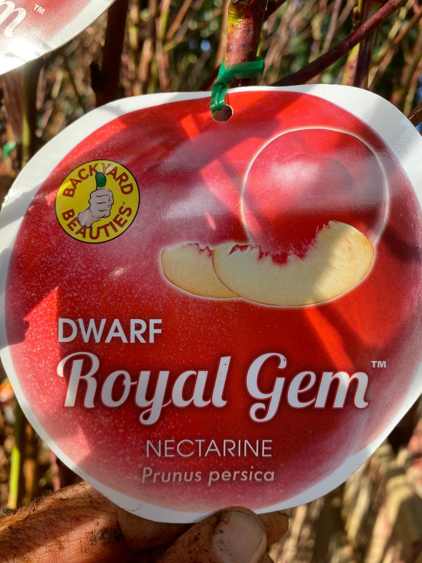 Dwarf Royal Gem™ Nectarine