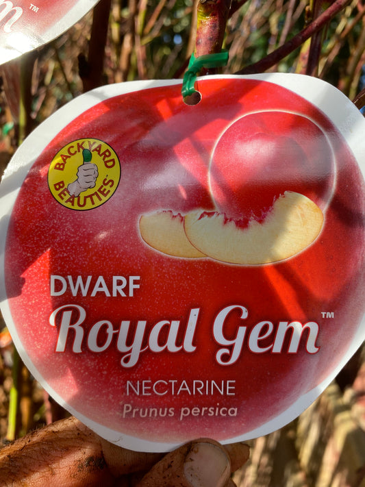 Dwarf Royal Gem™ Nectarine