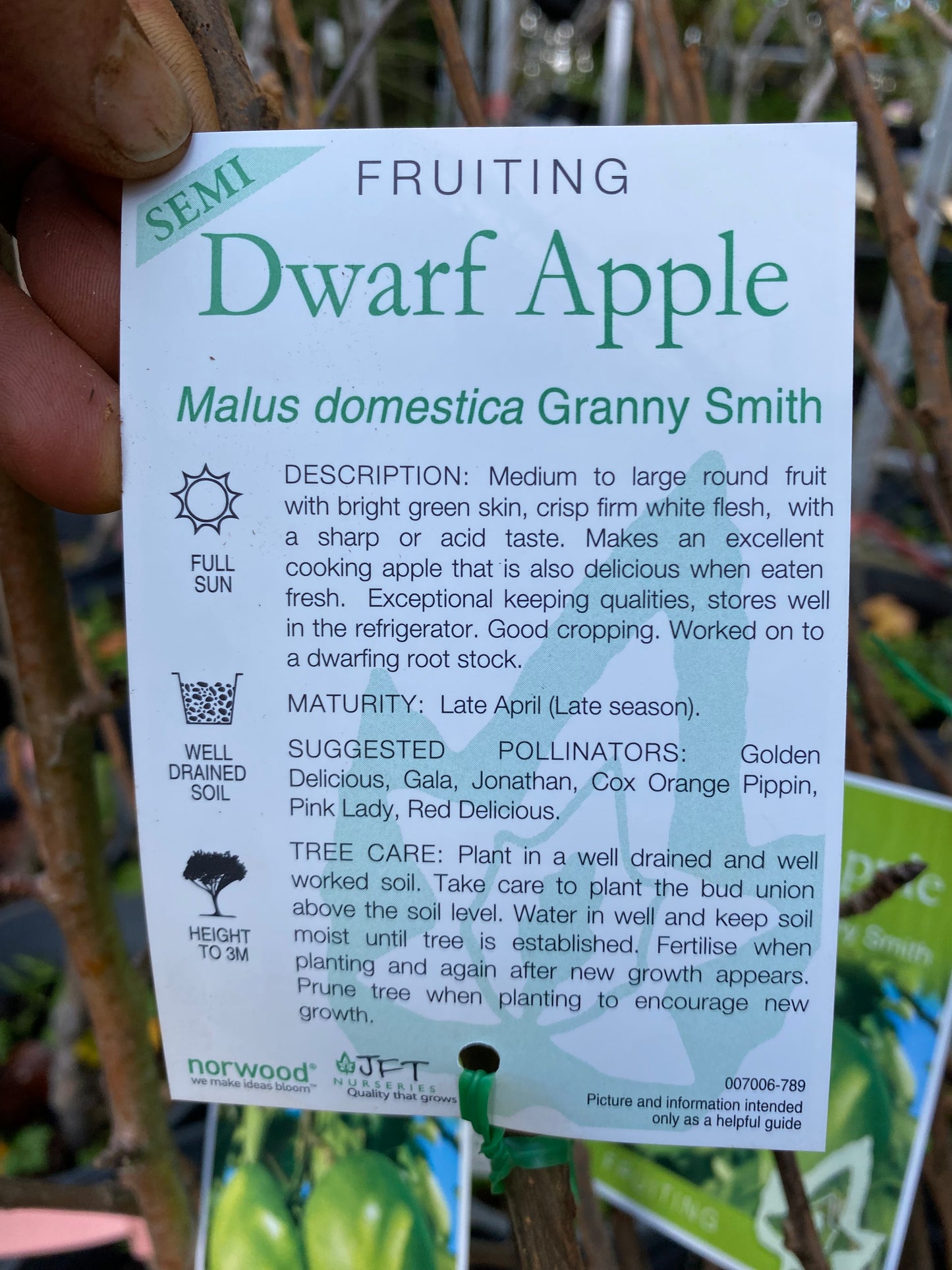 Semi Dwarf Granny Smith Apple