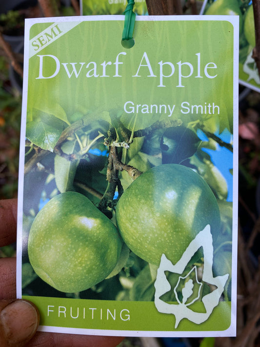 Semi Dwarf Granny Smith Apple