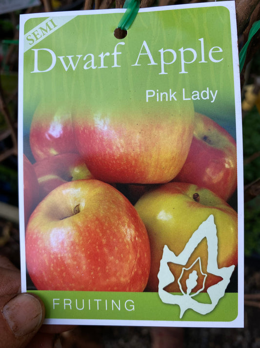Semi Dwarf Pink Lady Apple