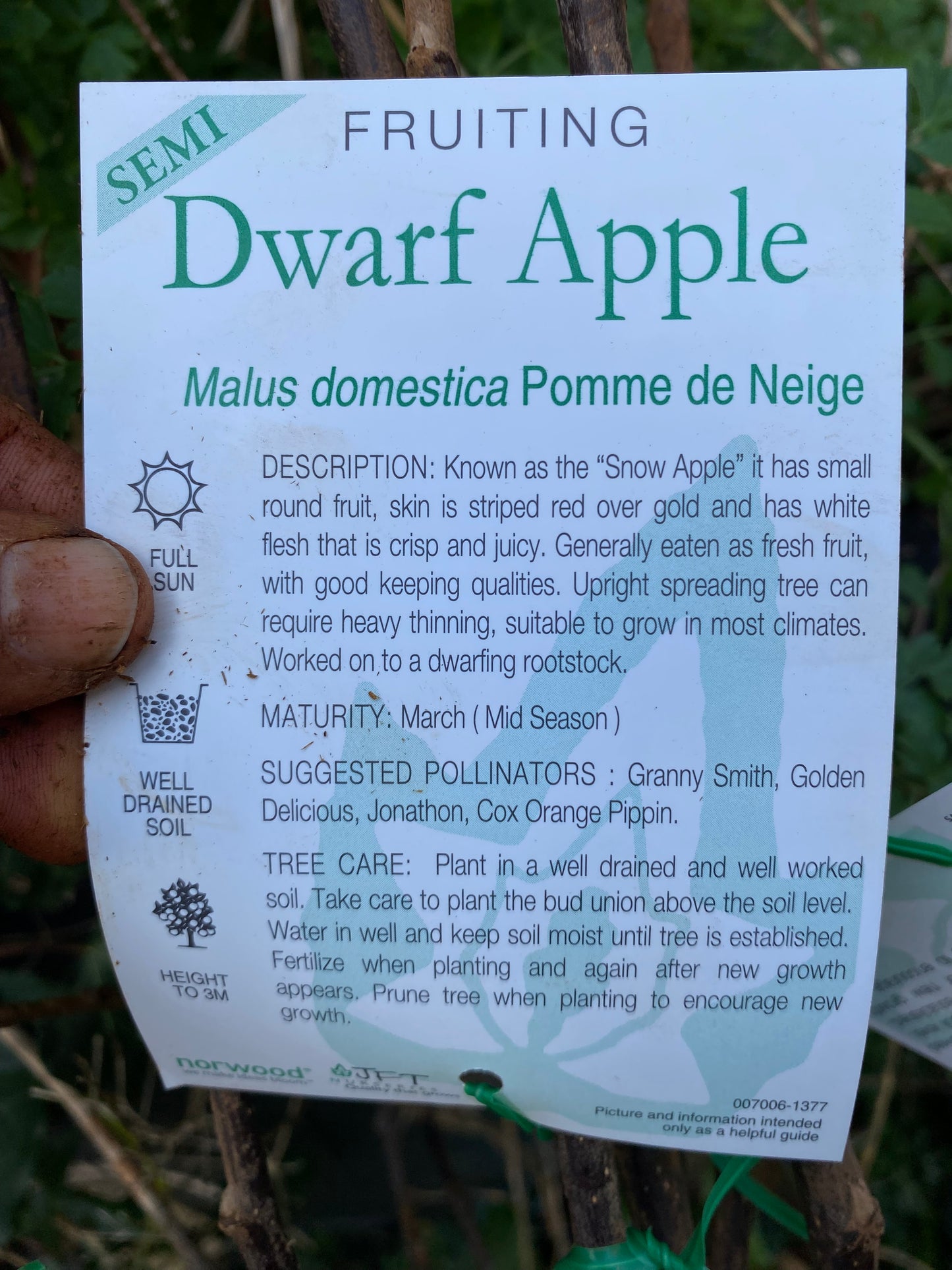 Semi Dwarf Pomme de Neige Apple