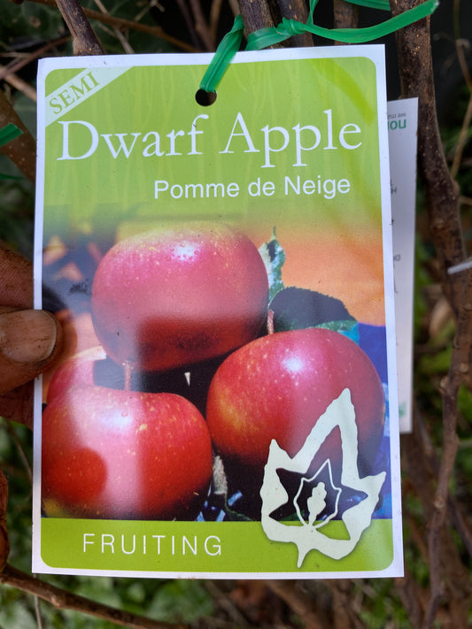 Semi Dwarf Pomme de Neige Apple