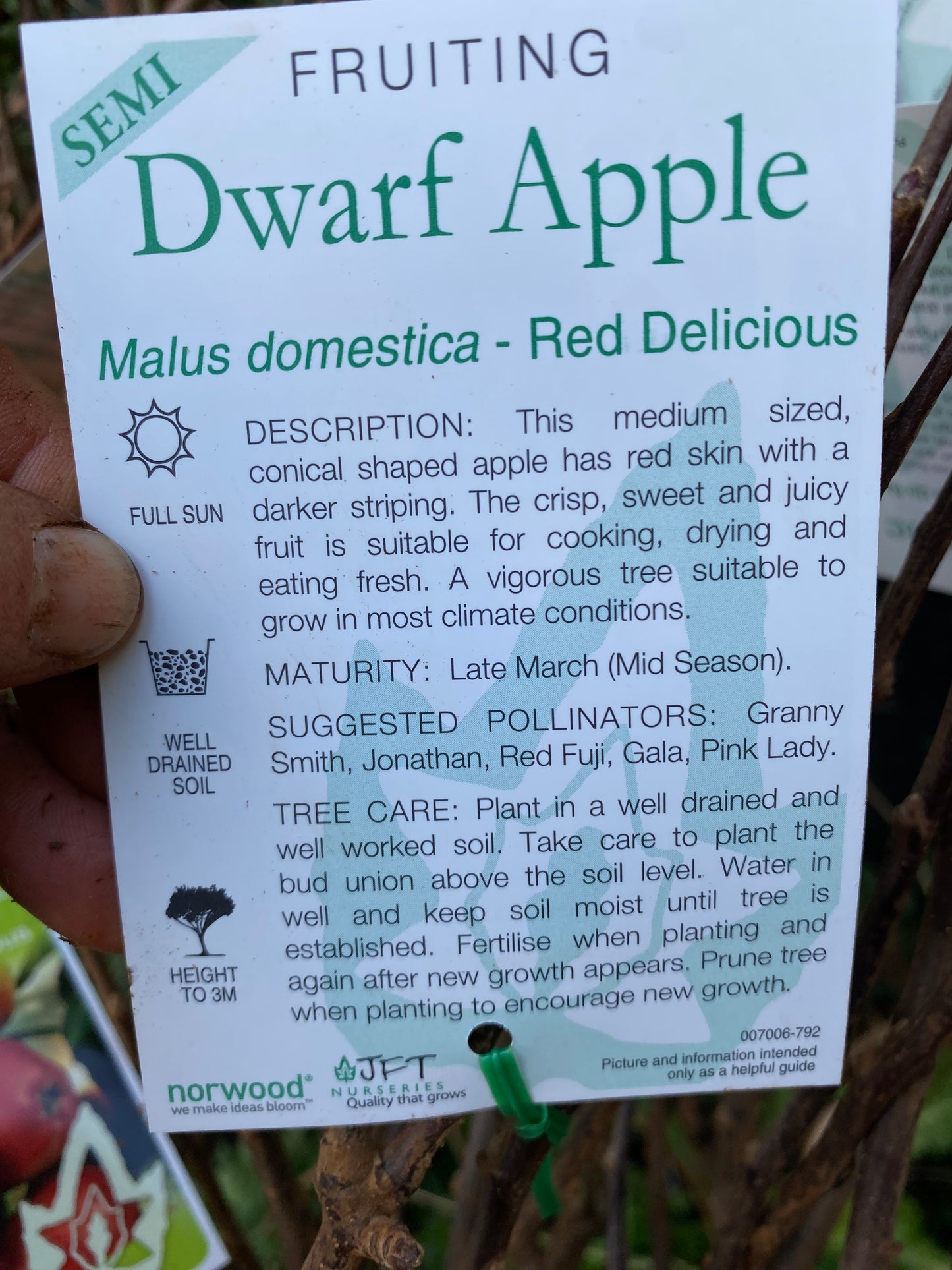 Semi Dwarf Red Delicious Apple