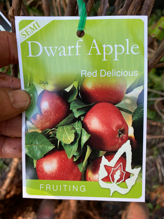 Semi Dwarf Red Delicious Apple