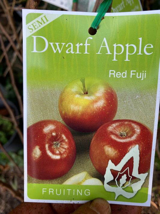 Semi Dwarf Red Fuji Apple