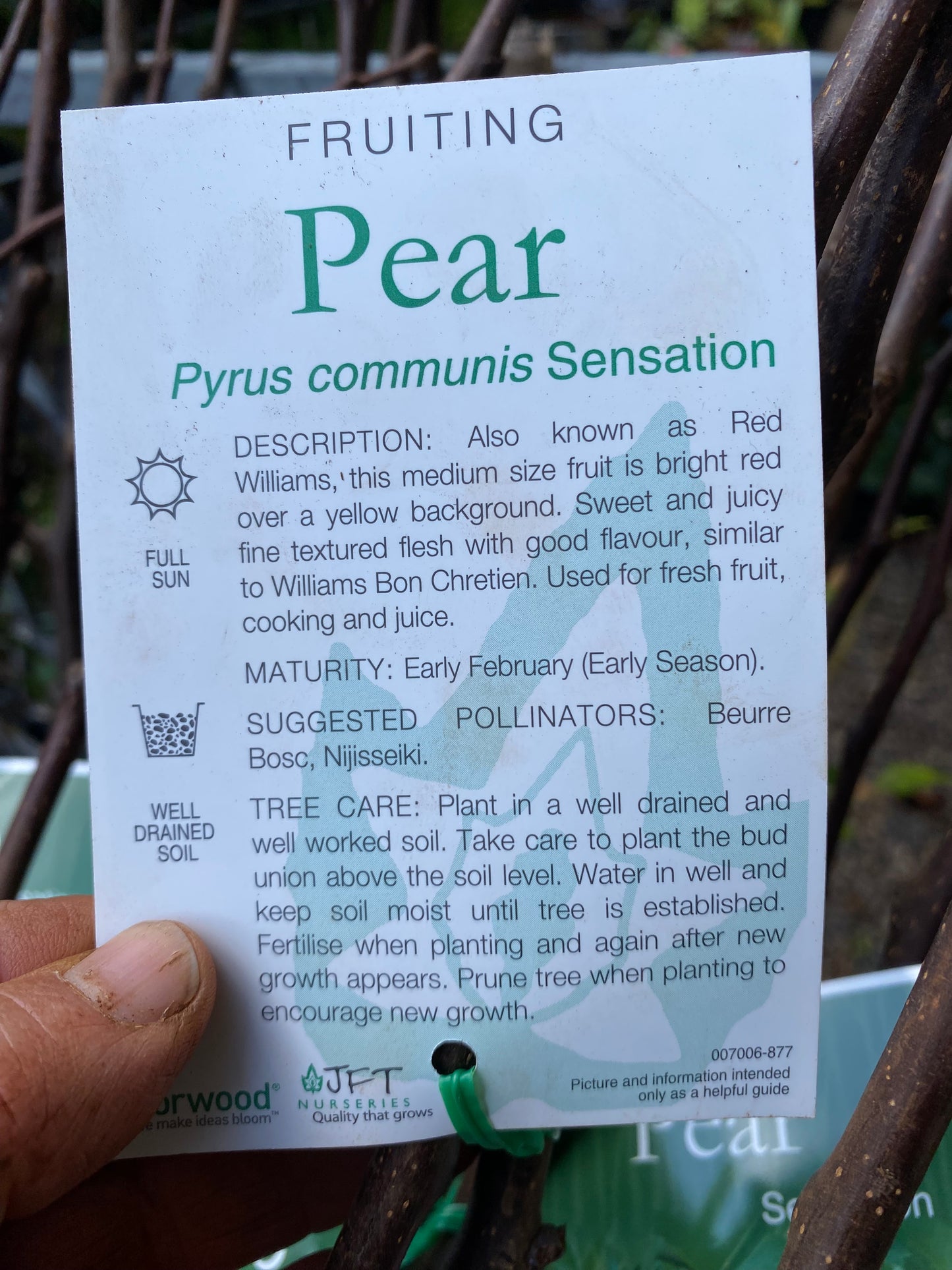 Sensation Pear