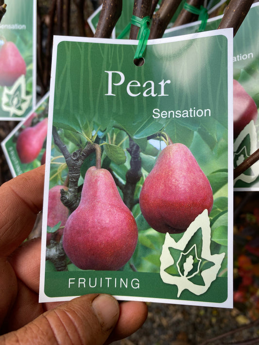Sensation Pear