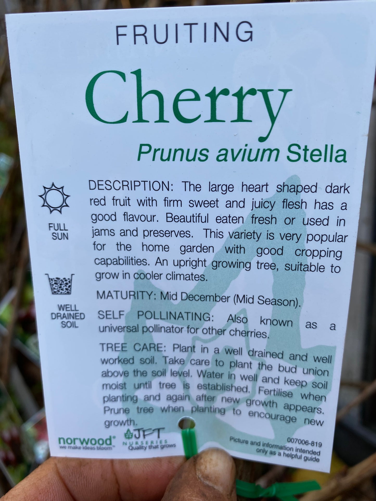 Stella Cherry