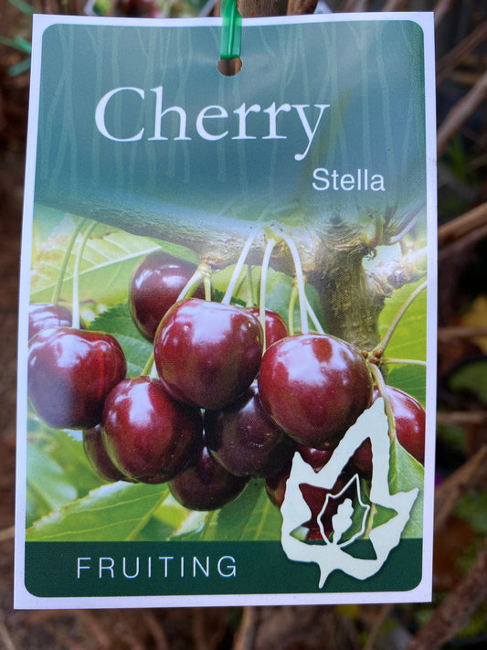 Stella Cherry