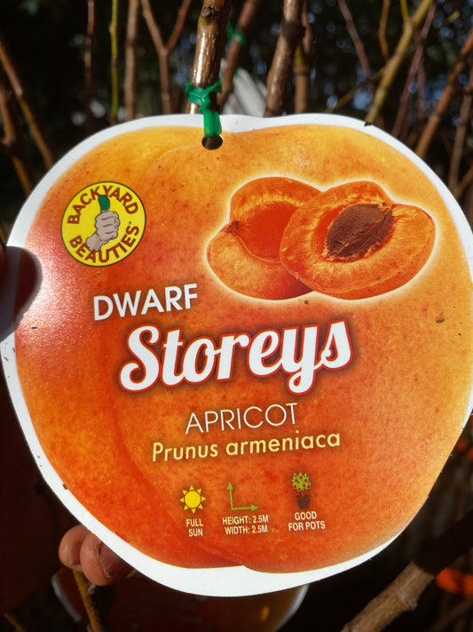 Dwarf Storeys Apricot