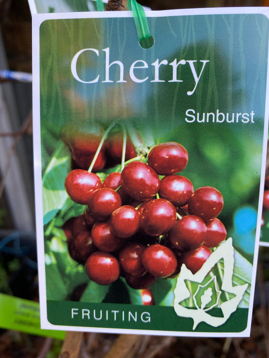 Sunburst Cherry