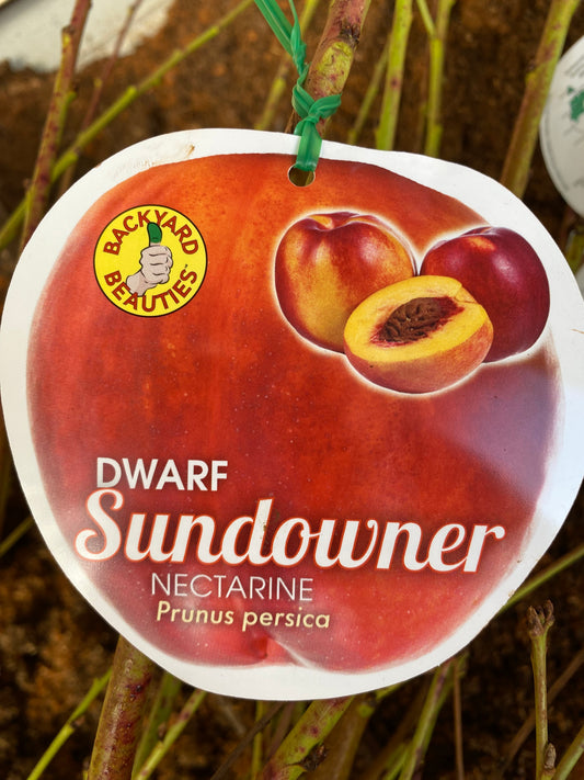 Dwarf Sundowner Nectarine