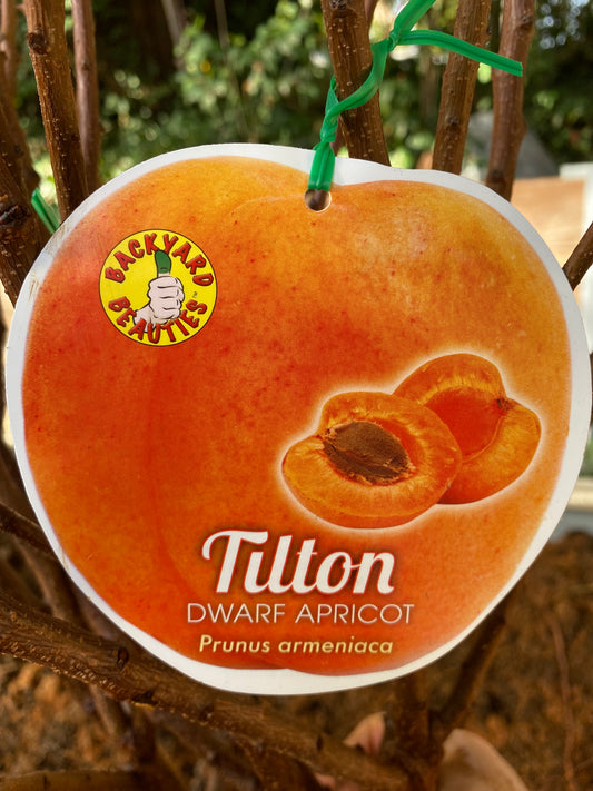 Dwarf Tilton Apricot