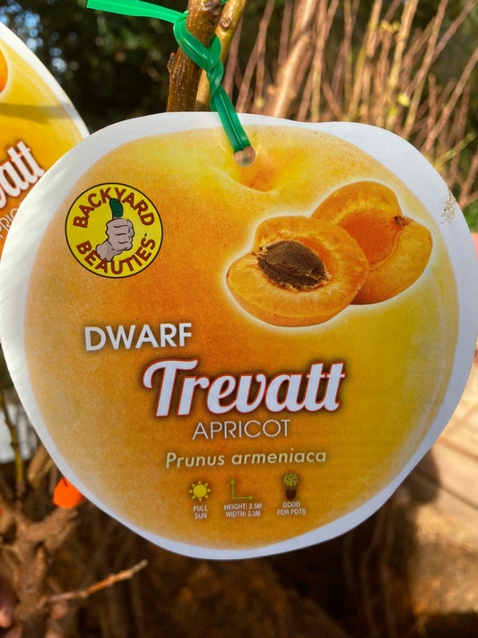 Dwarf Trevatt Apricot