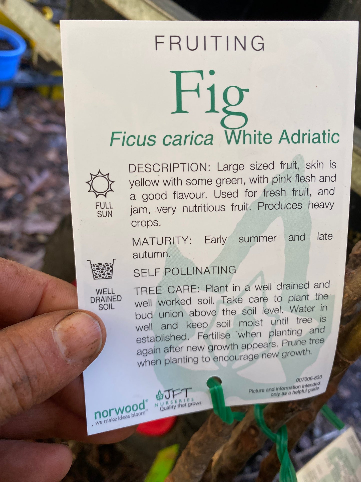 White Adriatic Fig