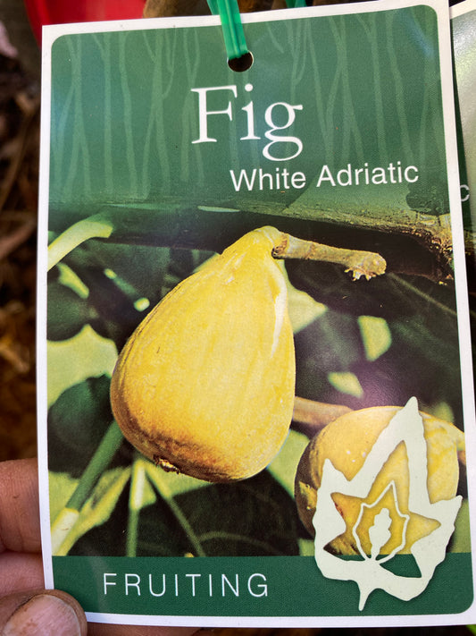 White Adriatic Fig