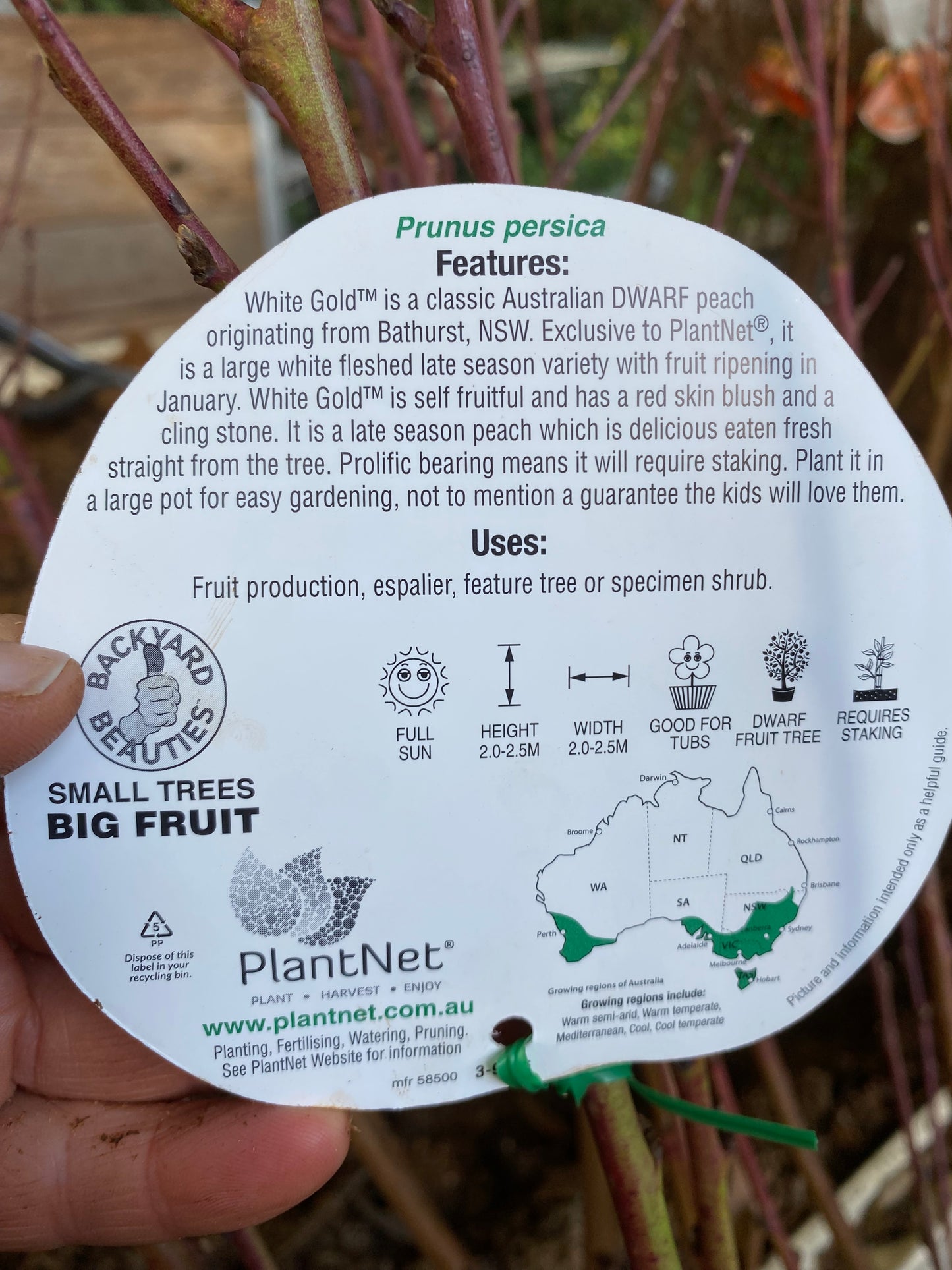 Dwarf White Gold™ Peach