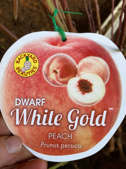 Dwarf White Gold™ Peach