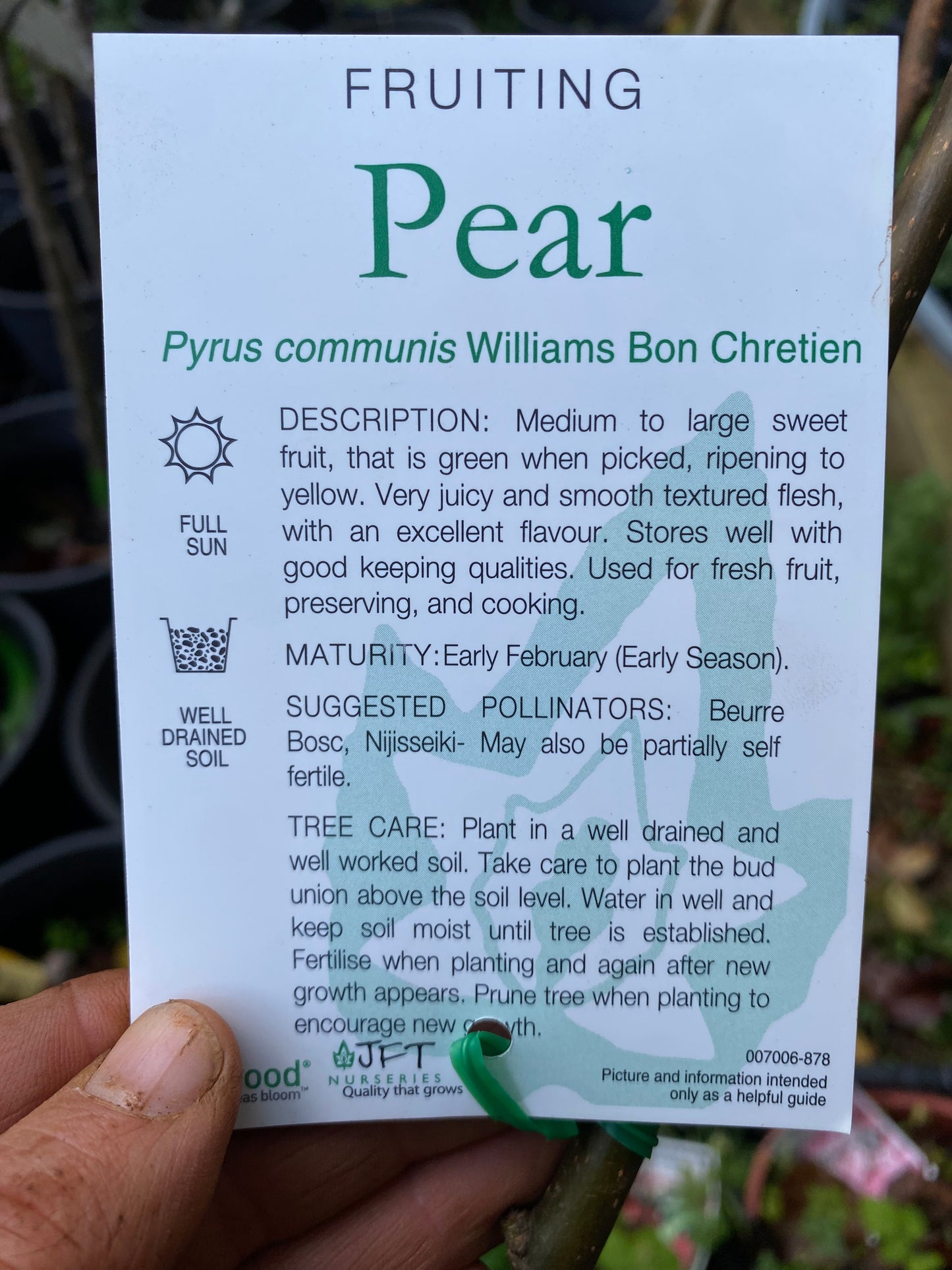 Williams Bon Chretien Pear