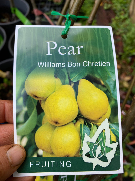Williams Bon Chretien Pear