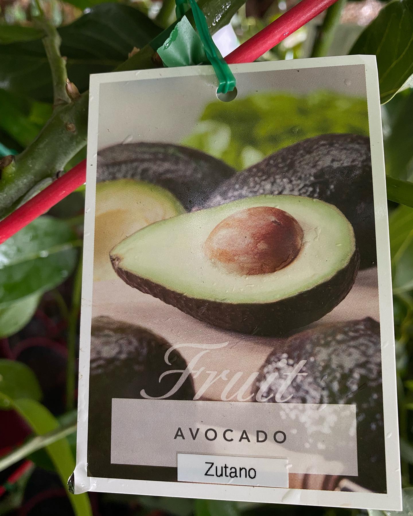 Avocado