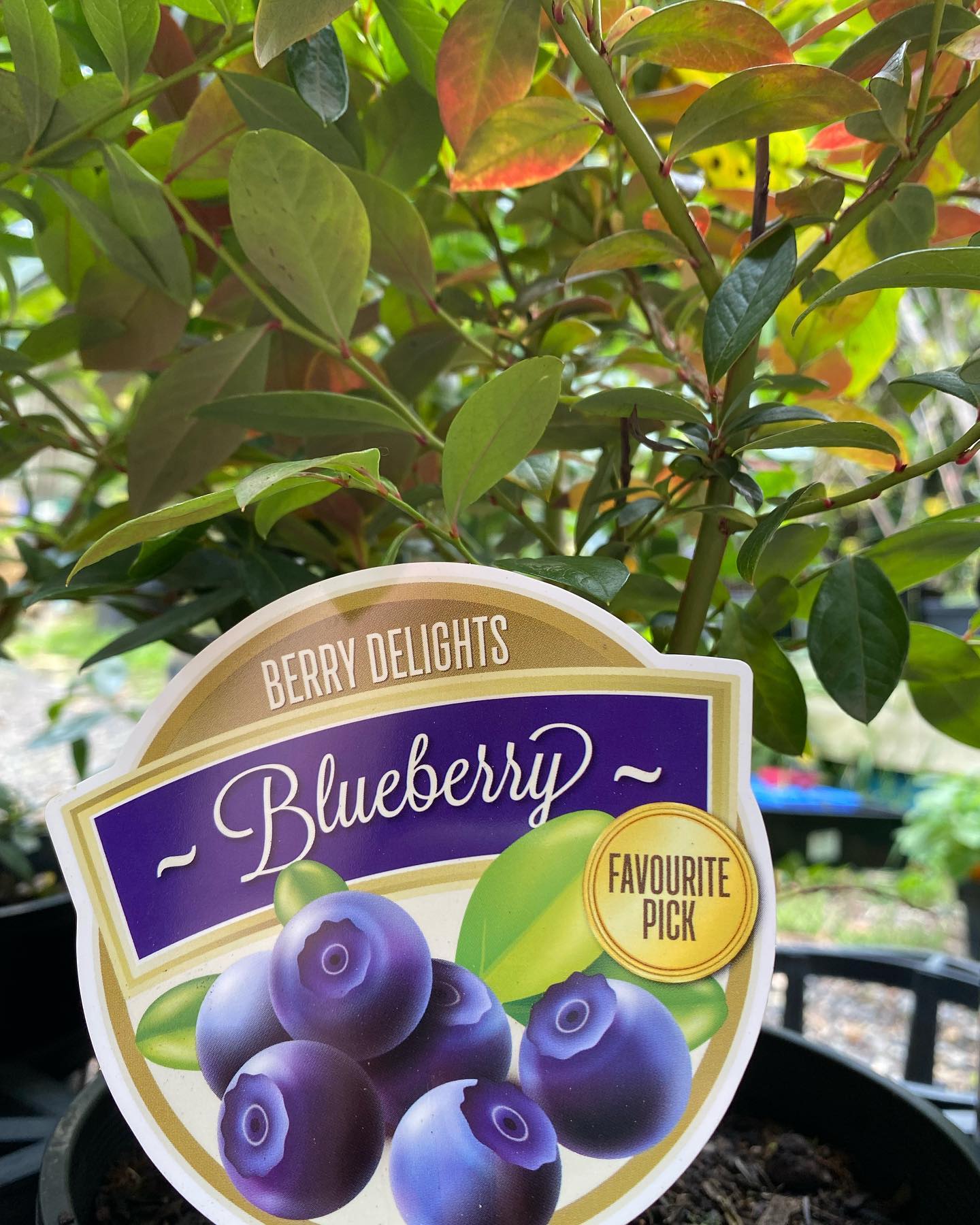 Berries