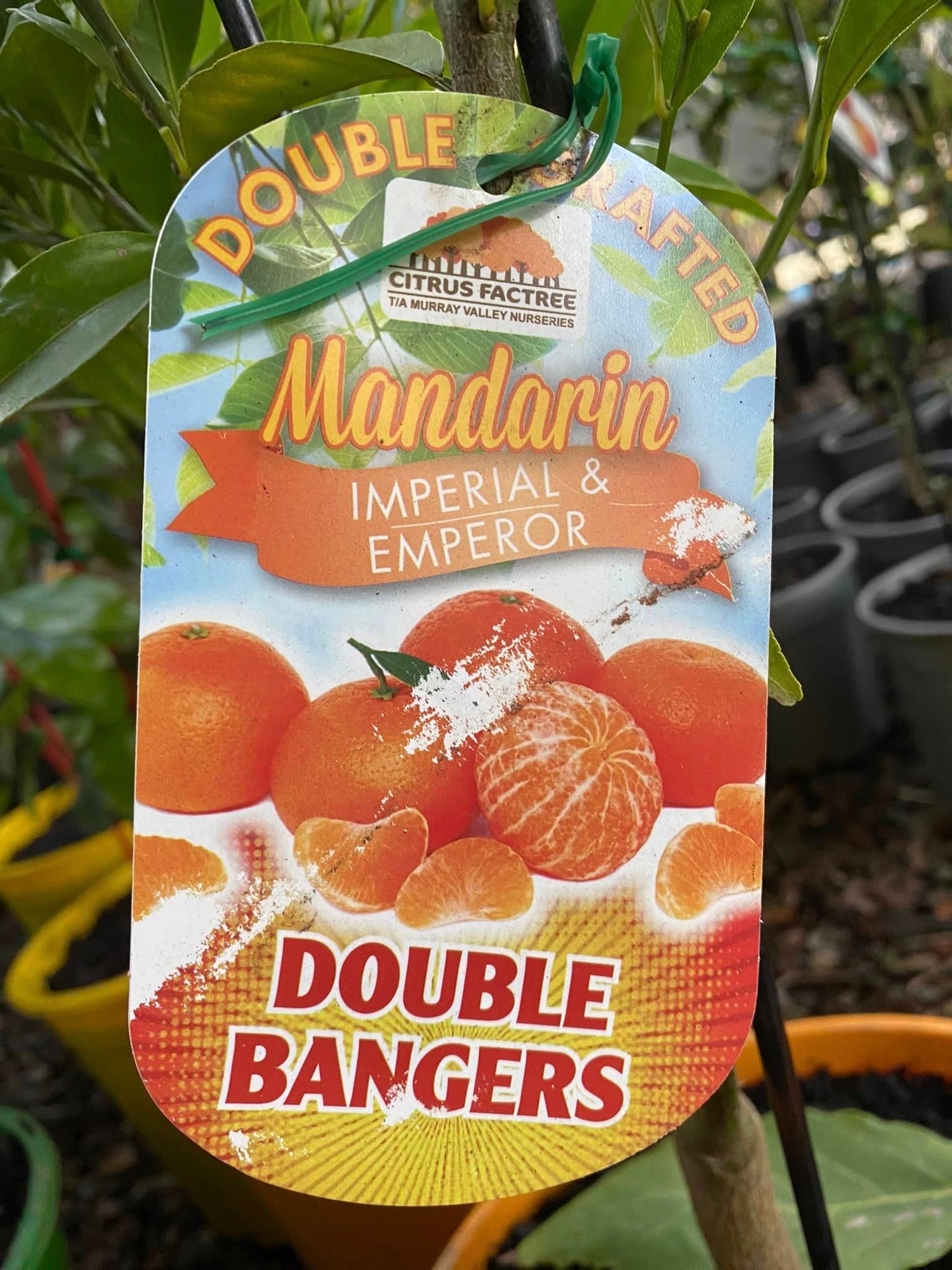 Citrus