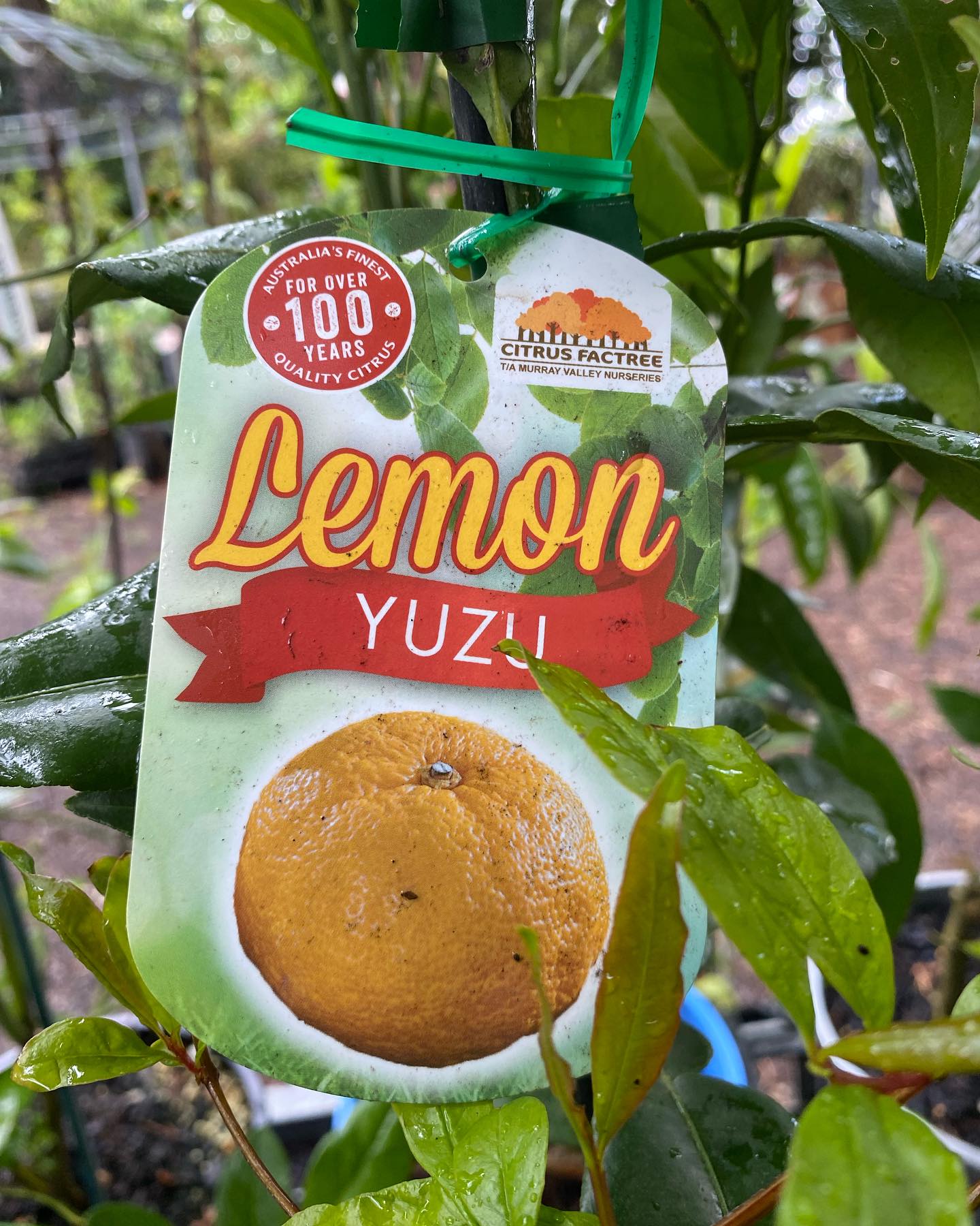 Potted Fruit Trees