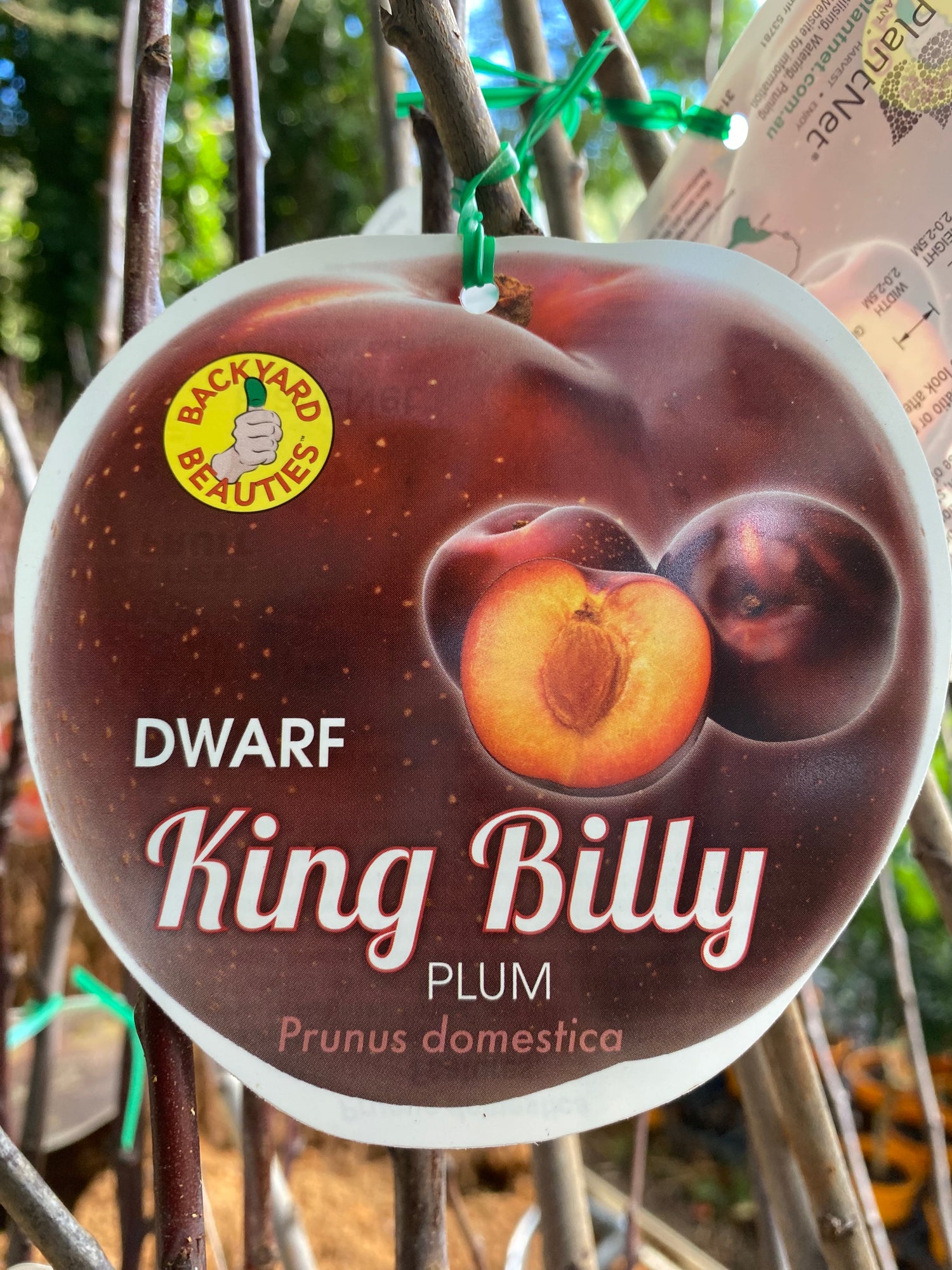Plum