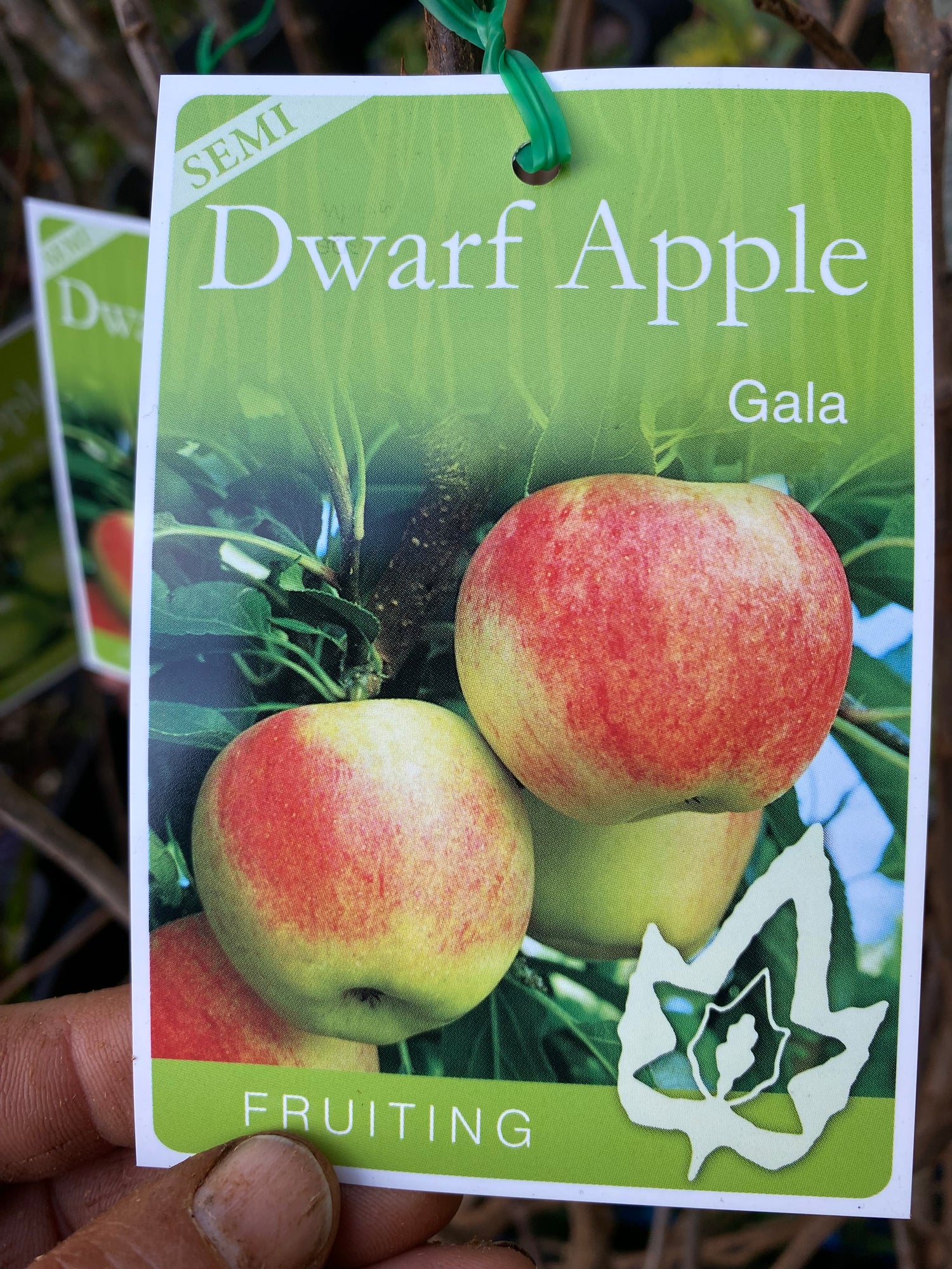 Bareroot Apple Trees