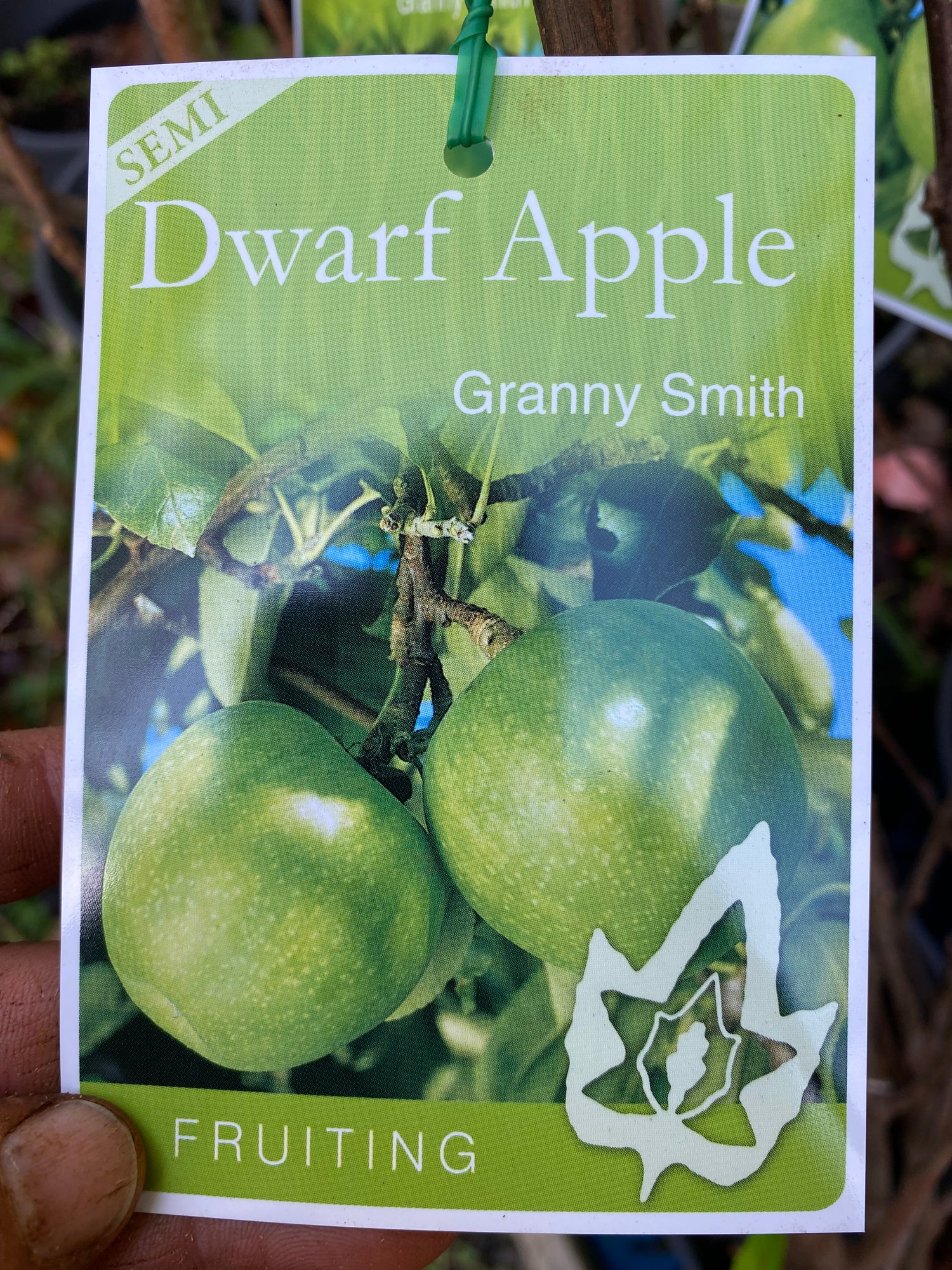 Potted Apple Trees