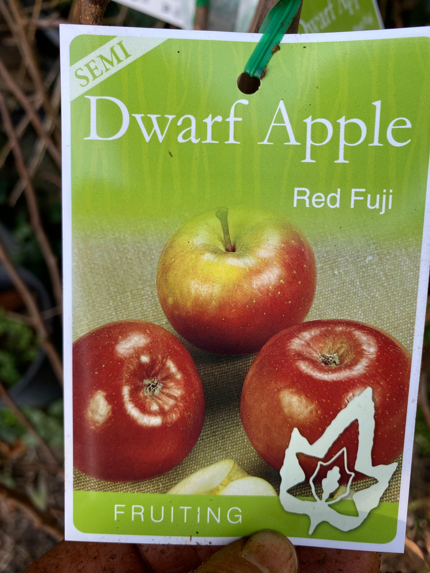 Semi Dwarf Apples