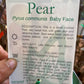 Baby Face Pear