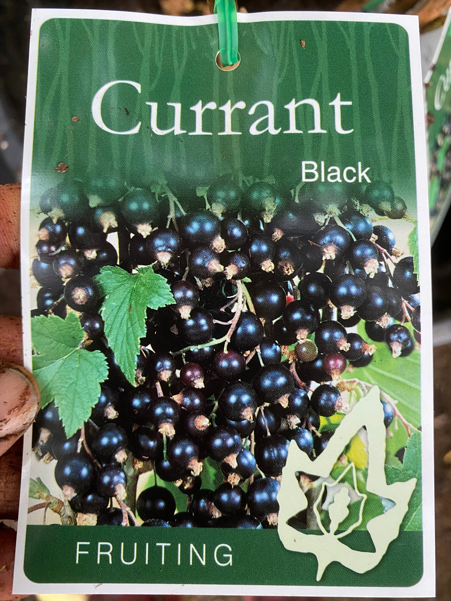 Black Currant