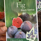 Black Genoa Fig