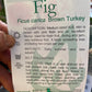 Brown Turkey Fig